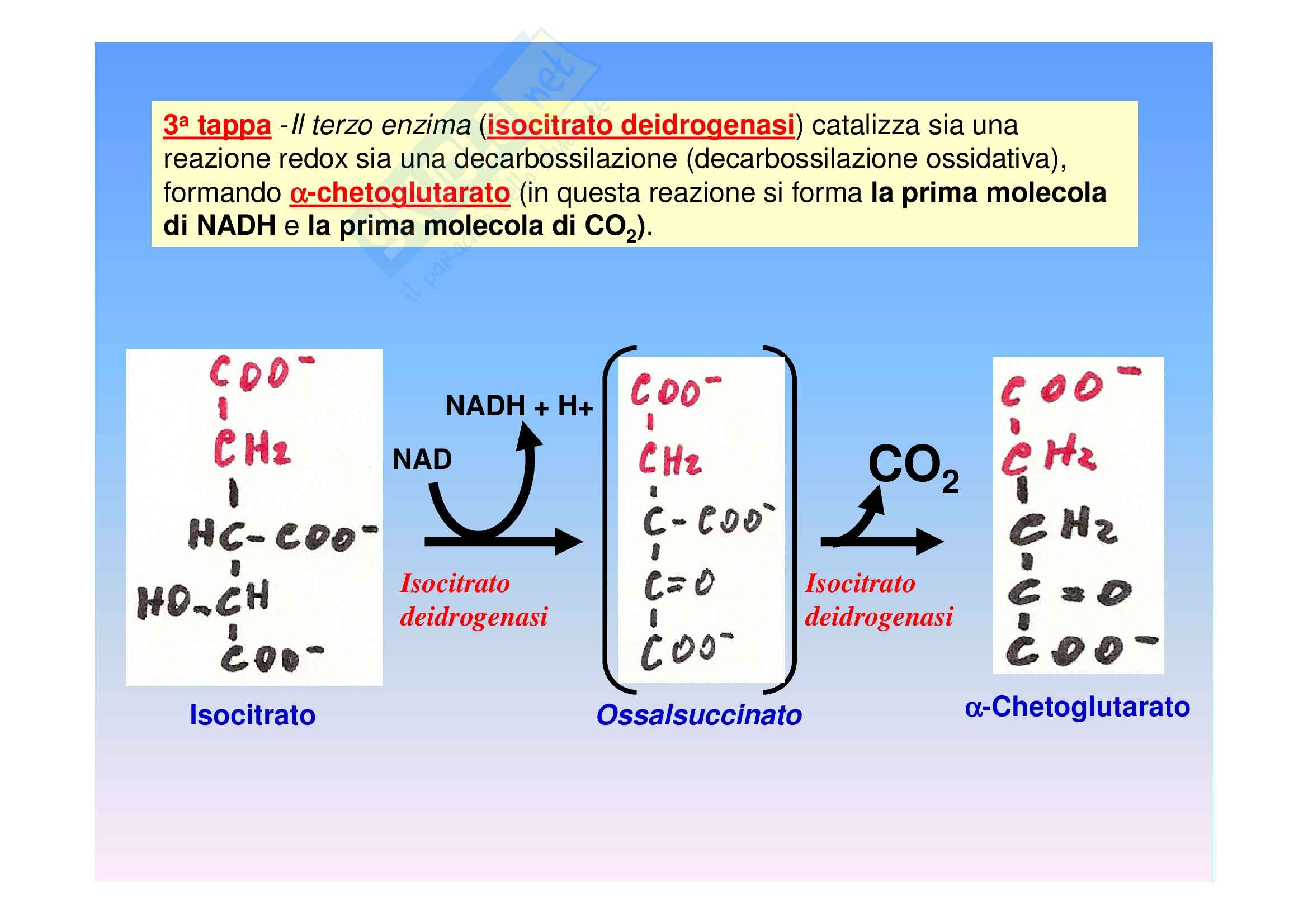 Biochimica II – Lezione 6 – Slides Pag. 21