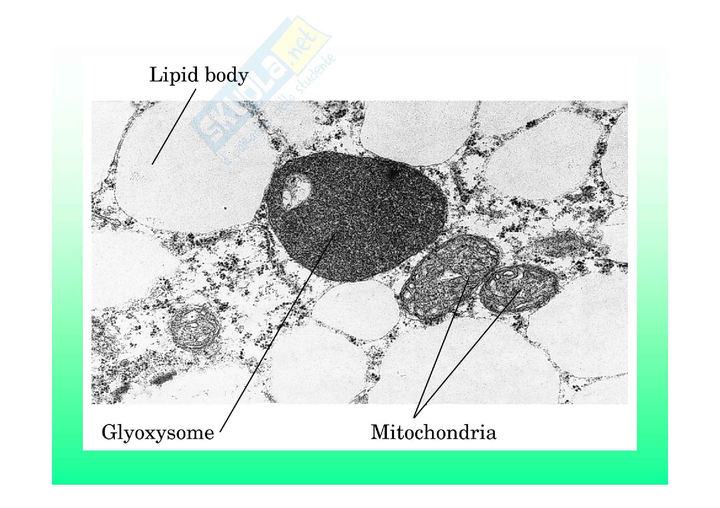 Biochimica II – Lezione 6 – Slides Pag. 41