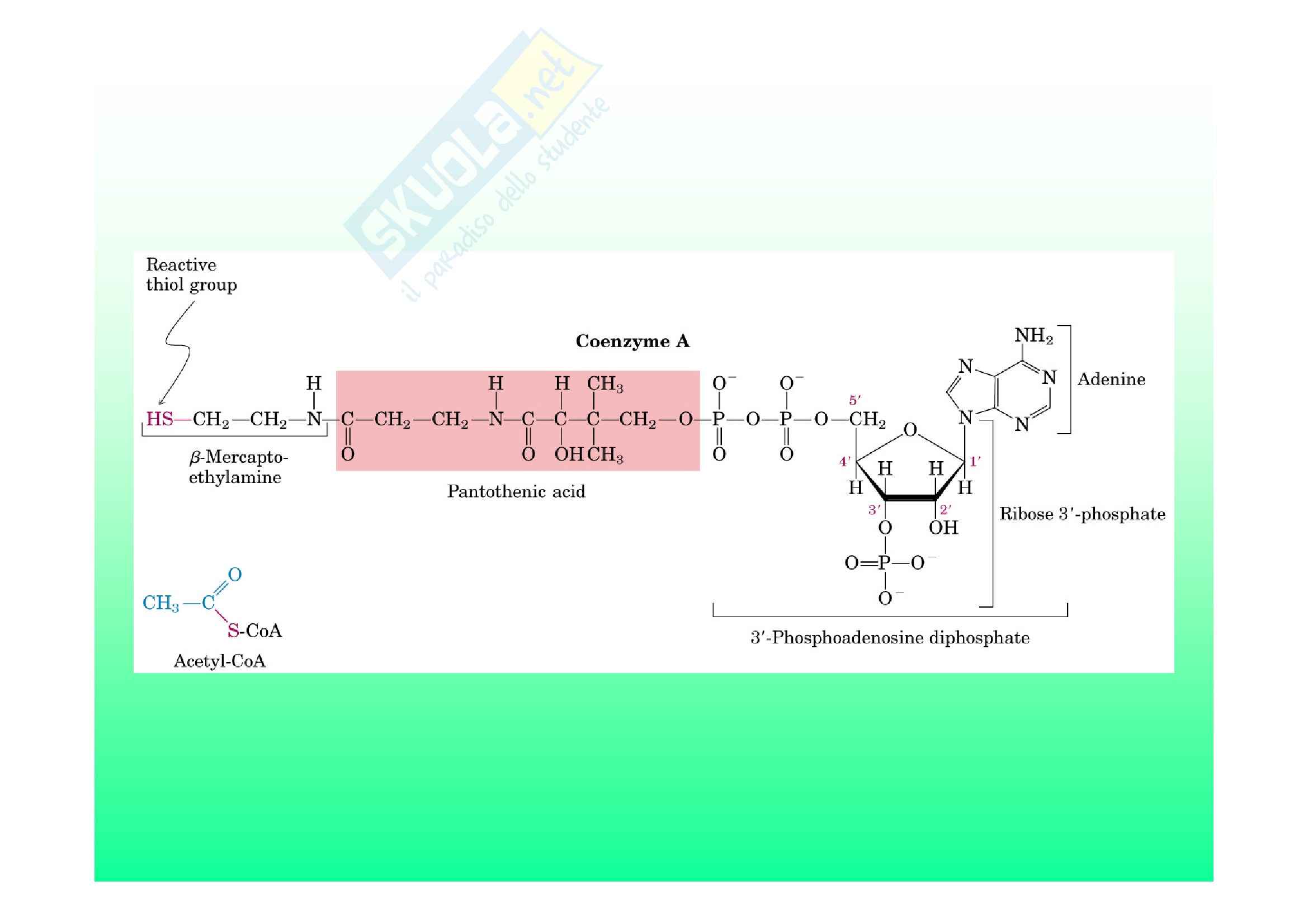 Biochimica II – Lezione 6 – Slides Pag. 56