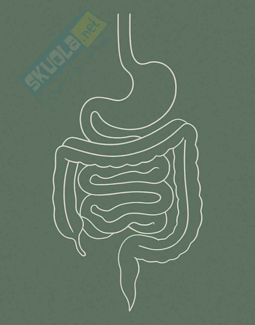 Riassunto esame Anatomia I, Prof. Rossi Enzo, libro consigliato Trattato di Anatomia Umana (Volume 2),  Anastasi Pag. 1