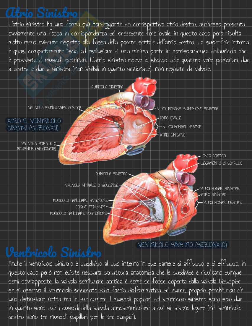 Riassunto esame Anatomia I, Prof. Rossi Enzo, libro consigliato Trattato di Anatomia Umana (Volume 2),  Anastasi Pag. 11