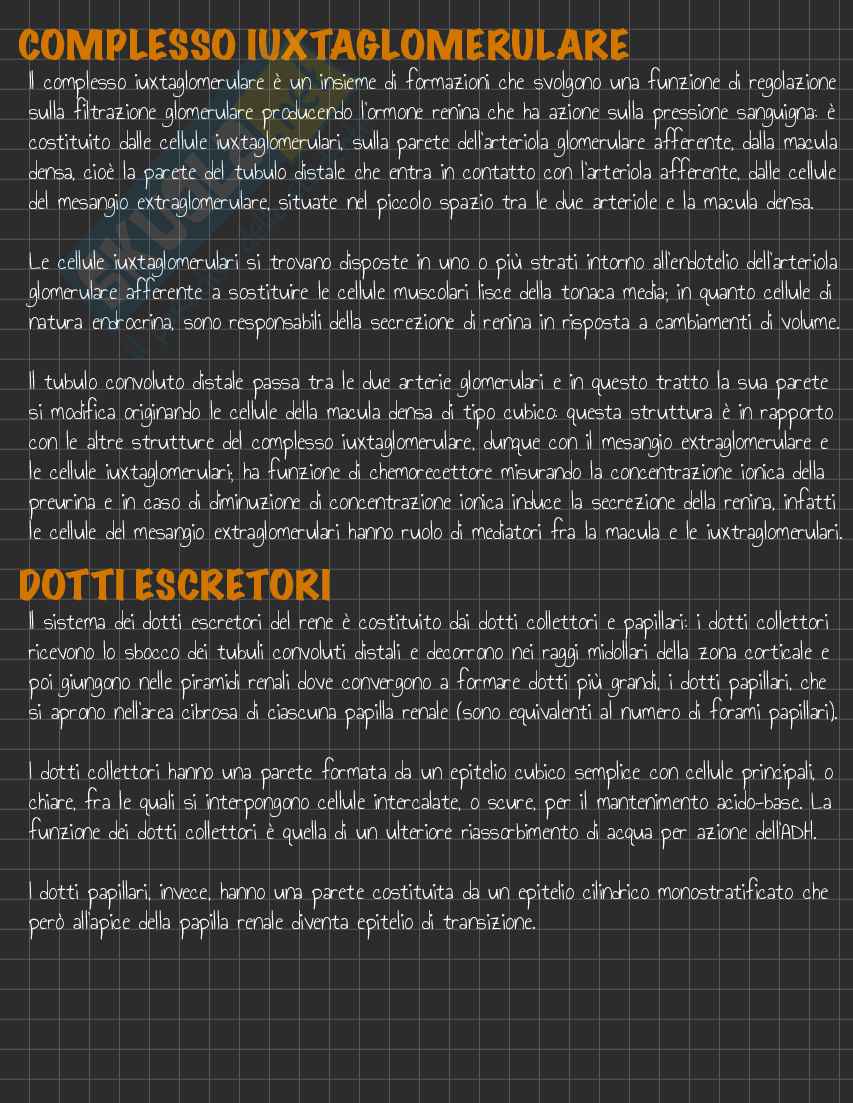 Riassunto esame Anatomia I, Prof. Rossi Enzo, libro consigliato Trattato di Anatomia Umana (Volume 2),  Anastasi Pag. 111