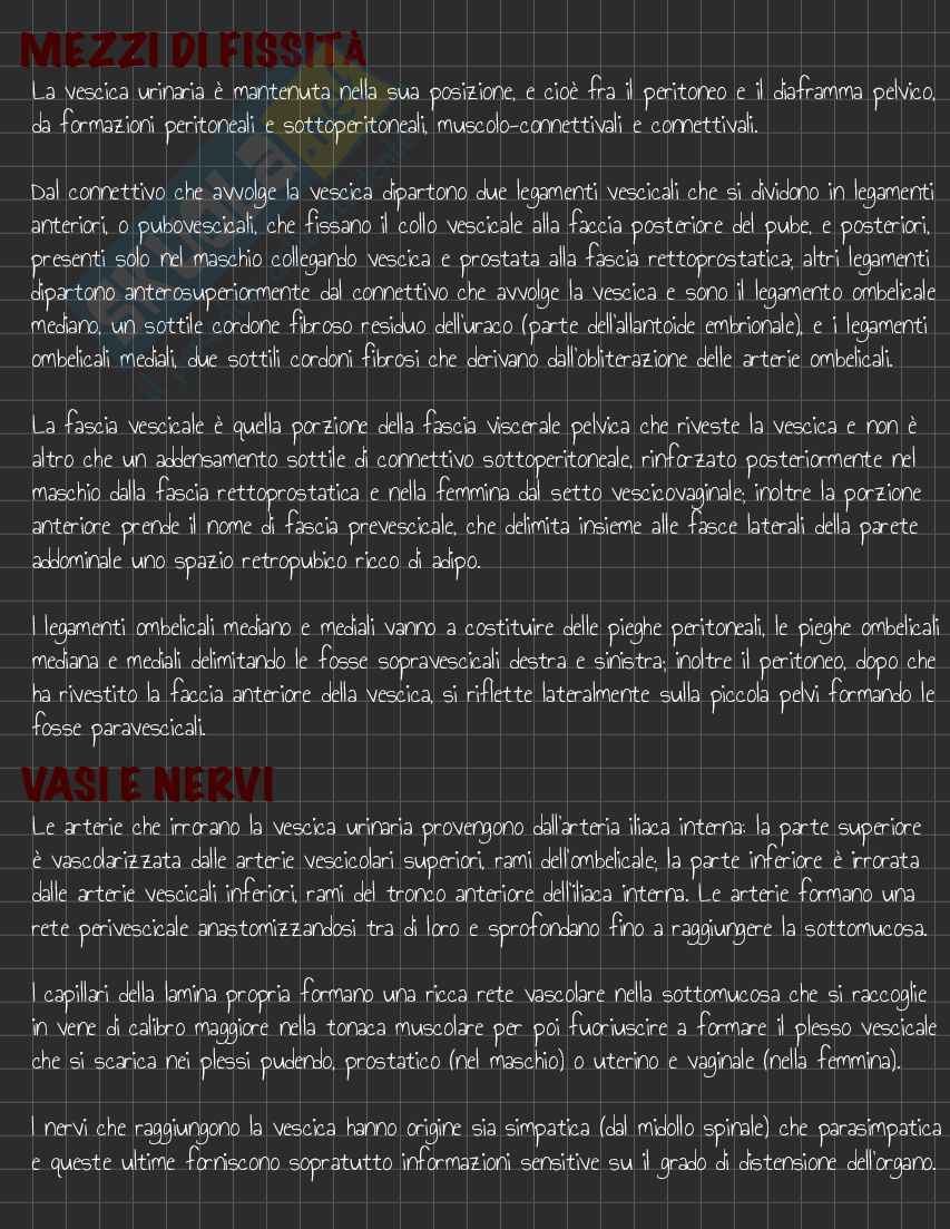 Riassunto esame Anatomia I, Prof. Rossi Enzo, libro consigliato Trattato di Anatomia Umana (Volume 2),  Anastasi Pag. 116