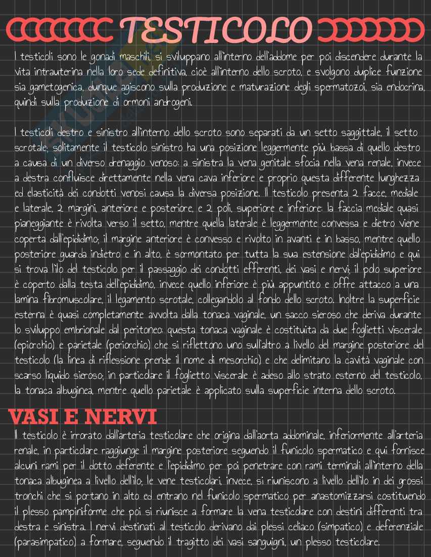 Riassunto esame Anatomia I, Prof. Rossi Enzo, libro consigliato Trattato di Anatomia Umana (Volume 2),  Anastasi Pag. 121