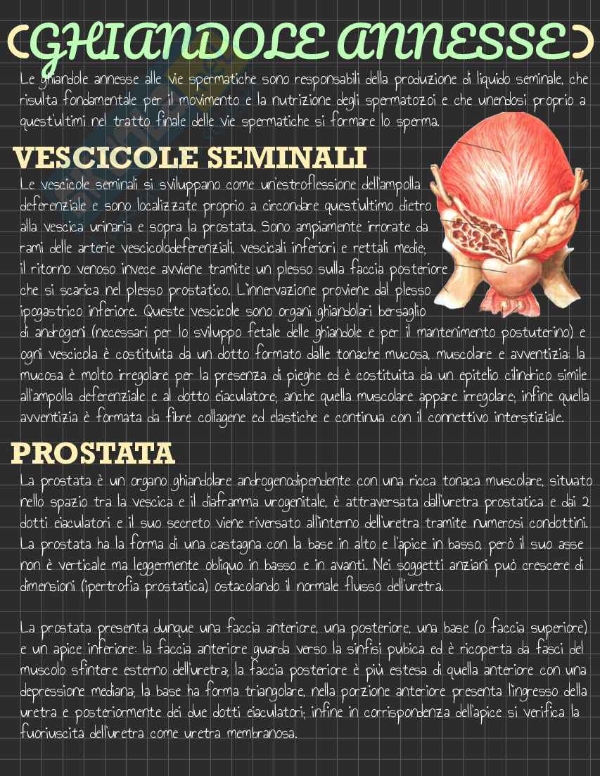 Riassunto esame Anatomia I, Prof. Rossi Enzo, libro consigliato Trattato di Anatomia Umana (Volume 2),  Anastasi Pag. 126