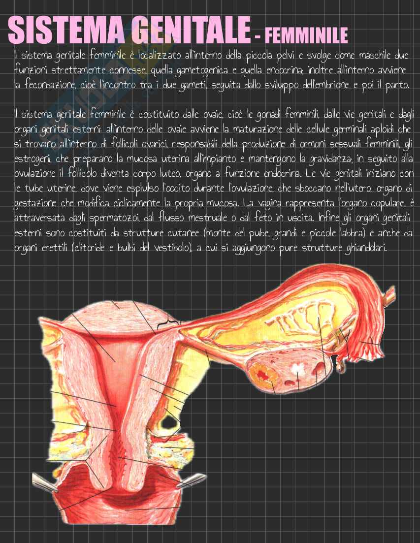 Riassunto esame Anatomia I, Prof. Rossi Enzo, libro consigliato Trattato di Anatomia Umana (Volume 2),  Anastasi Pag. 131