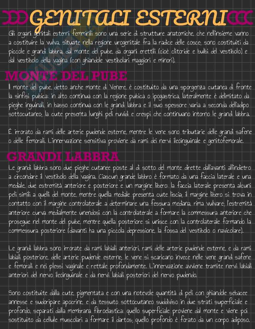 Riassunto esame Anatomia I, Prof. Rossi Enzo, libro consigliato Trattato di Anatomia Umana (Volume 2),  Anastasi Pag. 141