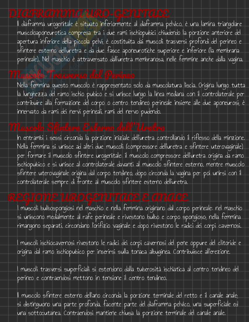 Riassunto esame Anatomia I, Prof. Rossi Enzo, libro consigliato Trattato di Anatomia Umana (Volume 2),  Anastasi Pag. 146