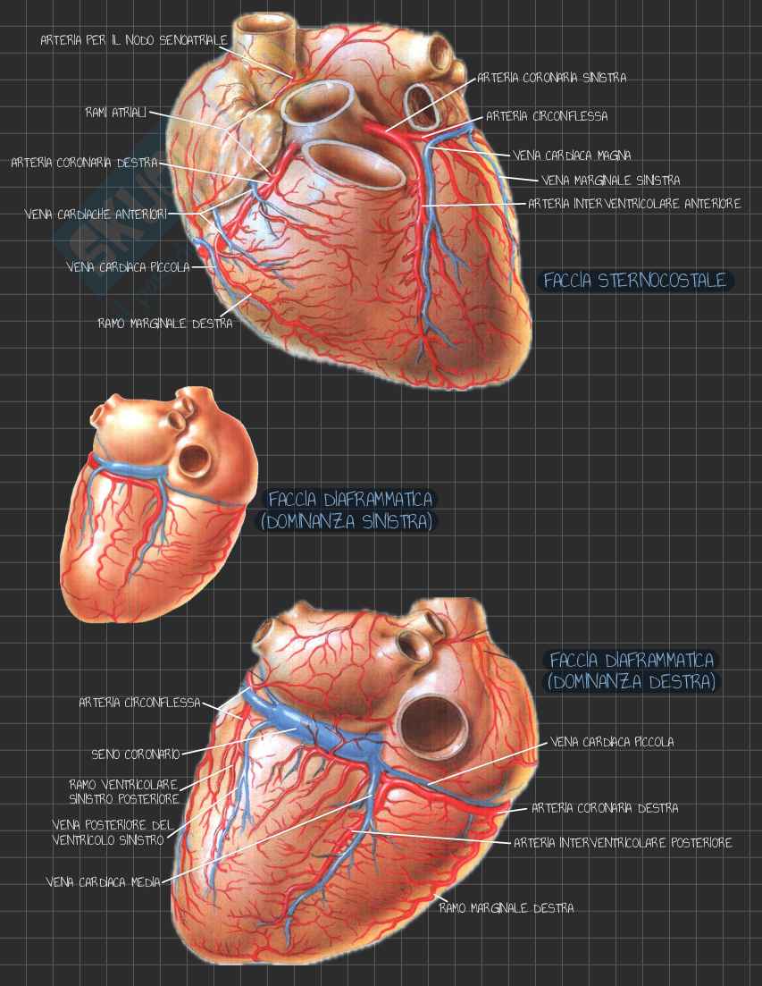 Riassunto esame Anatomia I, Prof. Rossi Enzo, libro consigliato Trattato di Anatomia Umana (Volume 2),  Anastasi Pag. 16