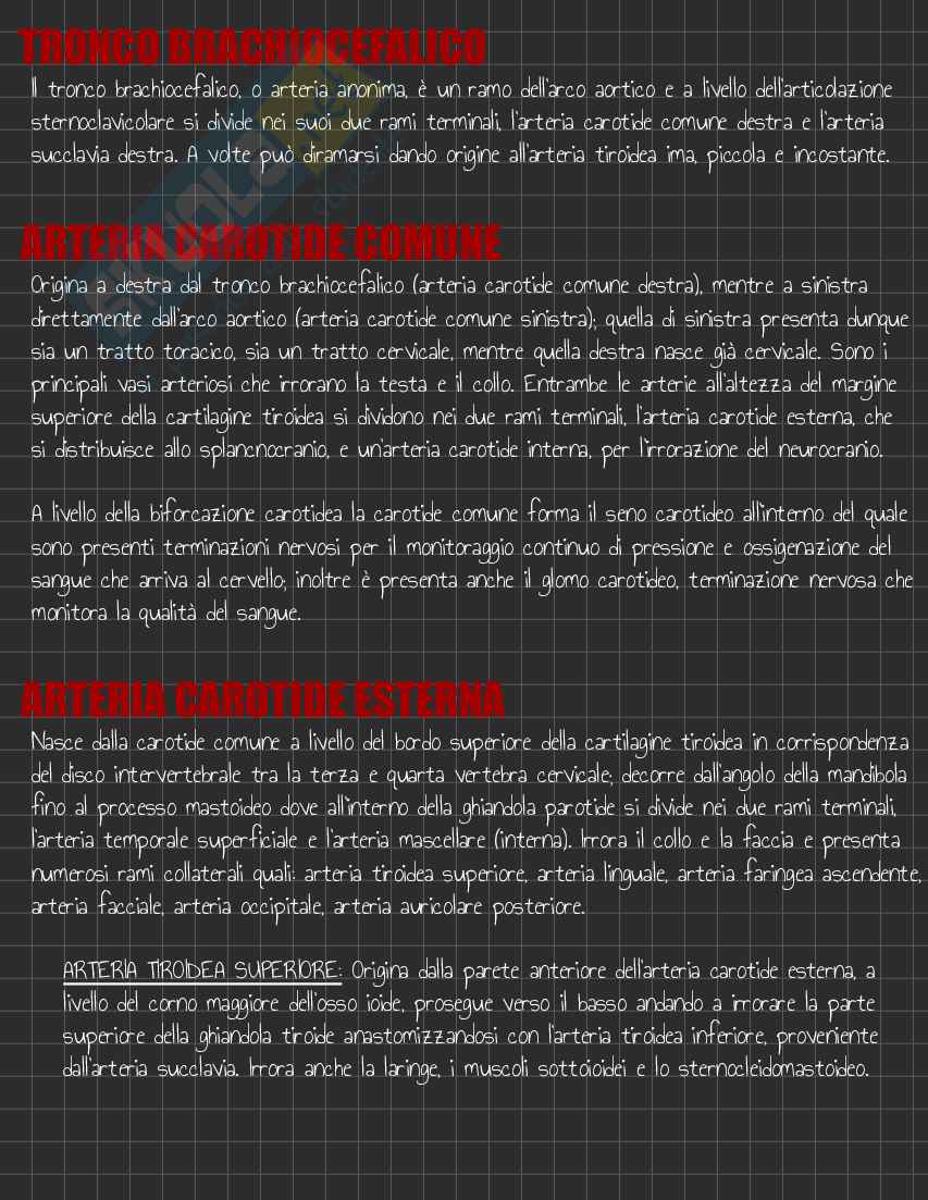 Riassunto esame Anatomia I, Prof. Rossi Enzo, libro consigliato Trattato di Anatomia Umana (Volume 2),  Anastasi Pag. 21