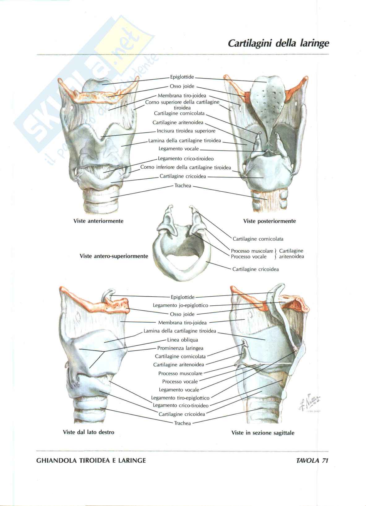 Riassunto esame Anatomia I, Prof. Rossi Enzo, libro consigliato Trattato di Anatomia Umana (Volume 2),  Anastasi Pag. 41