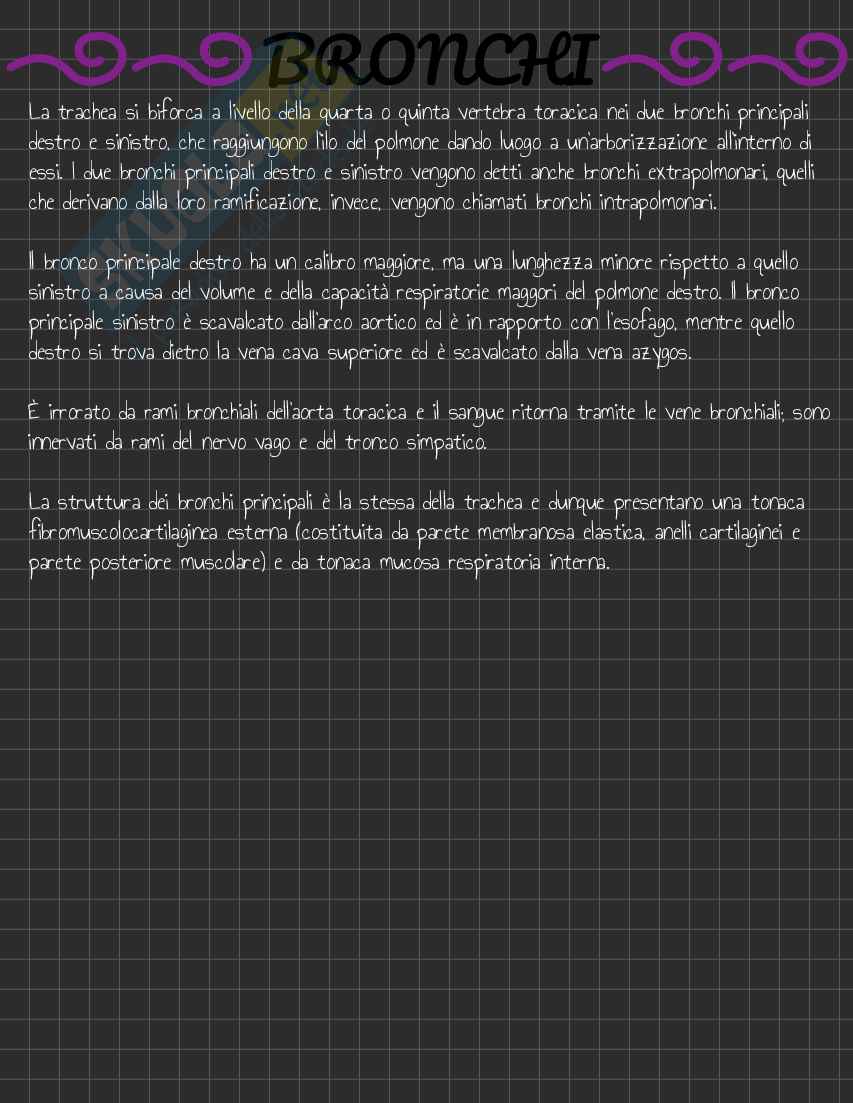 Riassunto esame Anatomia I, Prof. Rossi Enzo, libro consigliato Trattato di Anatomia Umana (Volume 2),  Anastasi Pag. 46