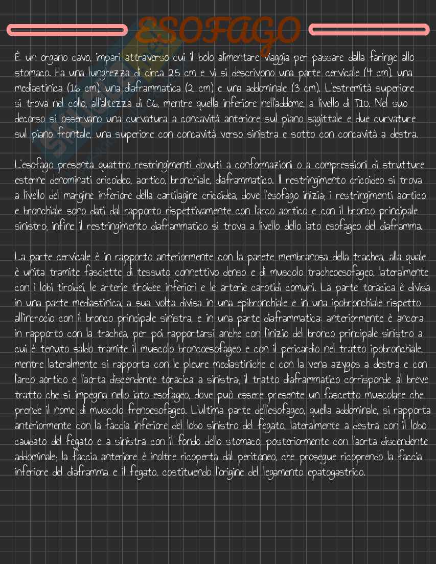 Riassunto esame Anatomia I, Prof. Rossi Enzo, libro consigliato Trattato di Anatomia Umana (Volume 2),  Anastasi Pag. 66