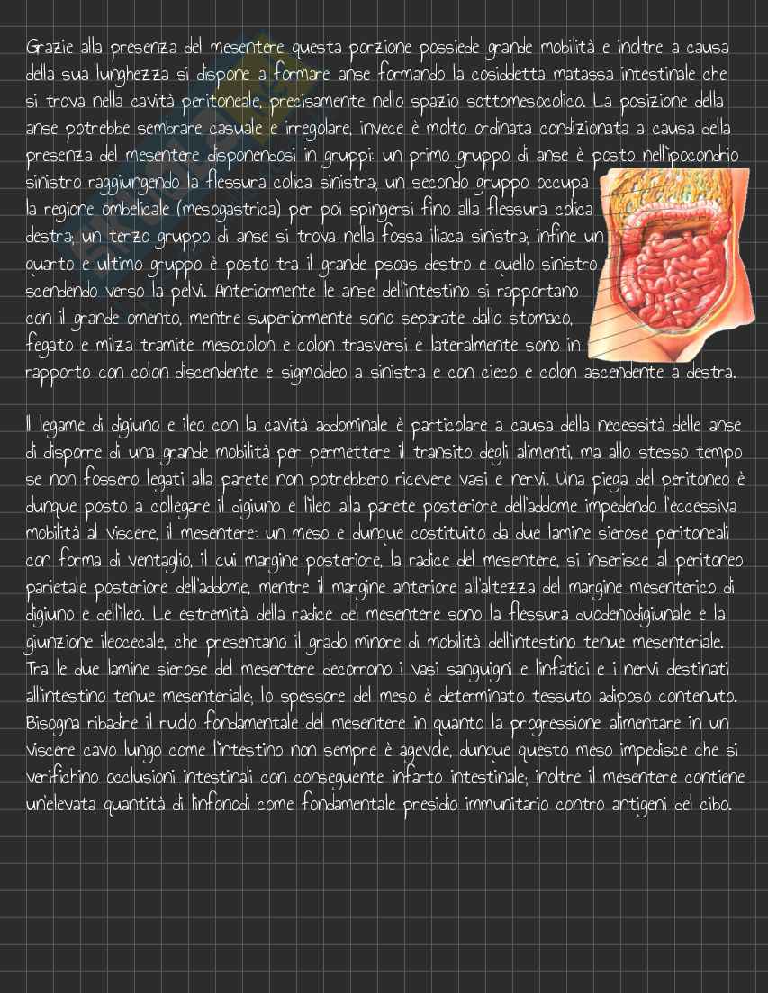 Riassunto esame Anatomia I, Prof. Rossi Enzo, libro consigliato Trattato di Anatomia Umana (Volume 2),  Anastasi Pag. 76