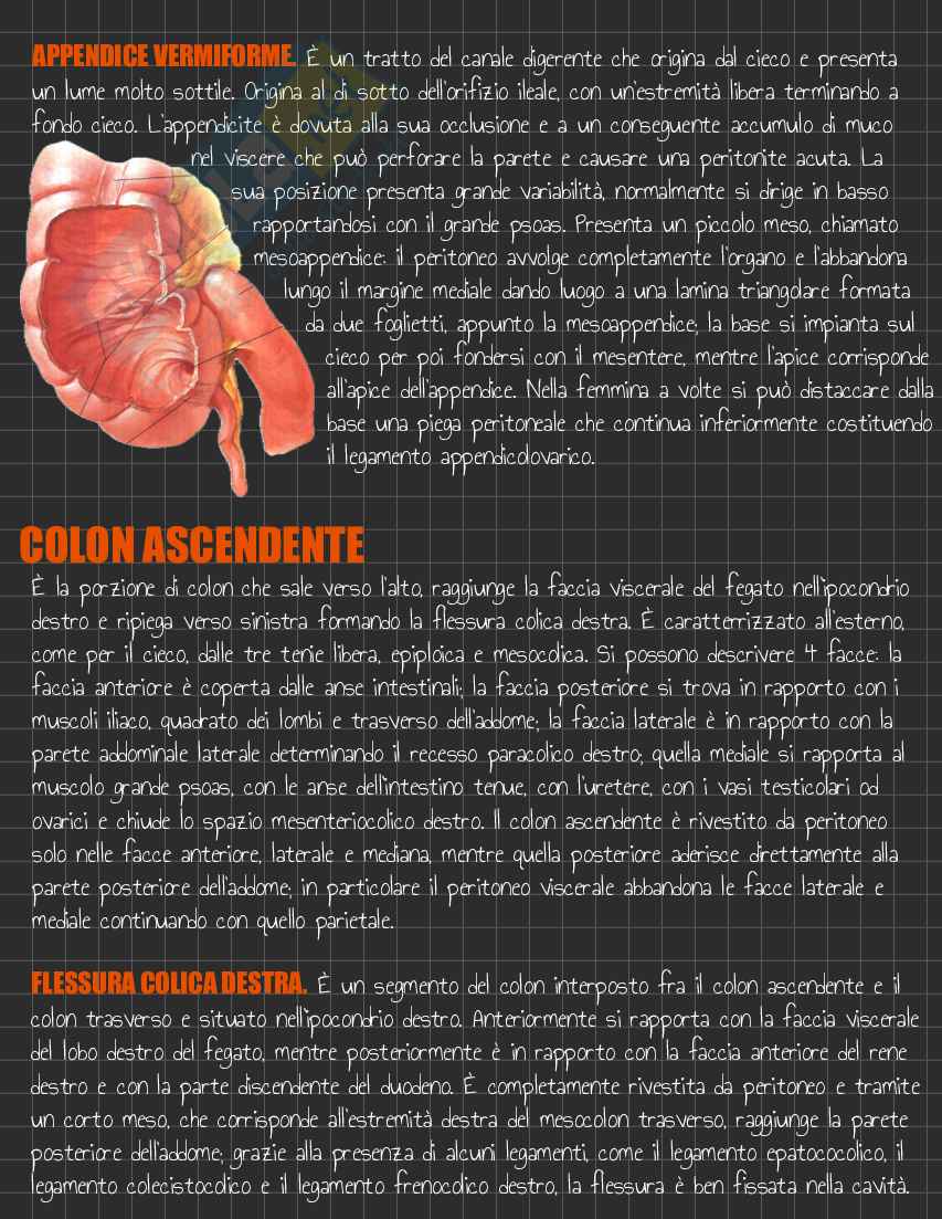 Riassunto esame Anatomia I, Prof. Rossi Enzo, libro consigliato Trattato di Anatomia Umana (Volume 2),  Anastasi Pag. 81