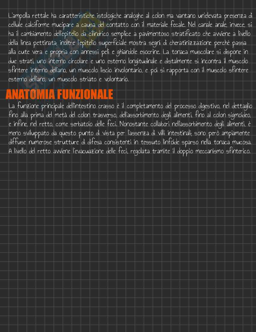 Riassunto esame Anatomia I, Prof. Rossi Enzo, libro consigliato Trattato di Anatomia Umana (Volume 2),  Anastasi Pag. 86