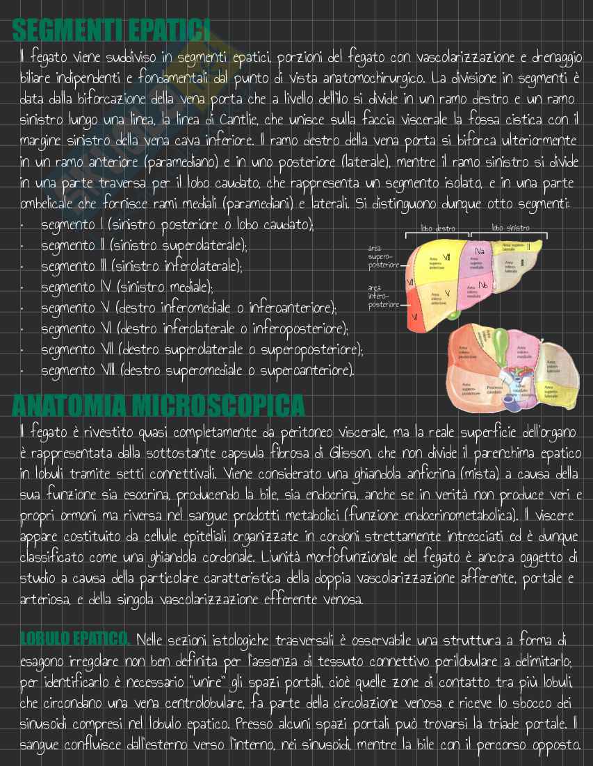 Riassunto esame Anatomia I, Prof. Rossi Enzo, libro consigliato Trattato di Anatomia Umana (Volume 2),  Anastasi Pag. 91