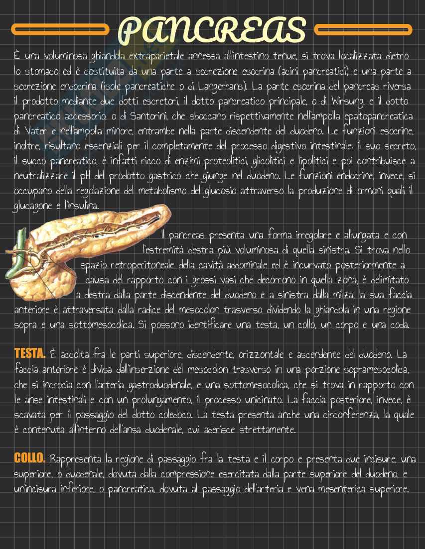 Riassunto esame Anatomia I, Prof. Rossi Enzo, libro consigliato Trattato di Anatomia Umana (Volume 2),  Anastasi Pag. 96