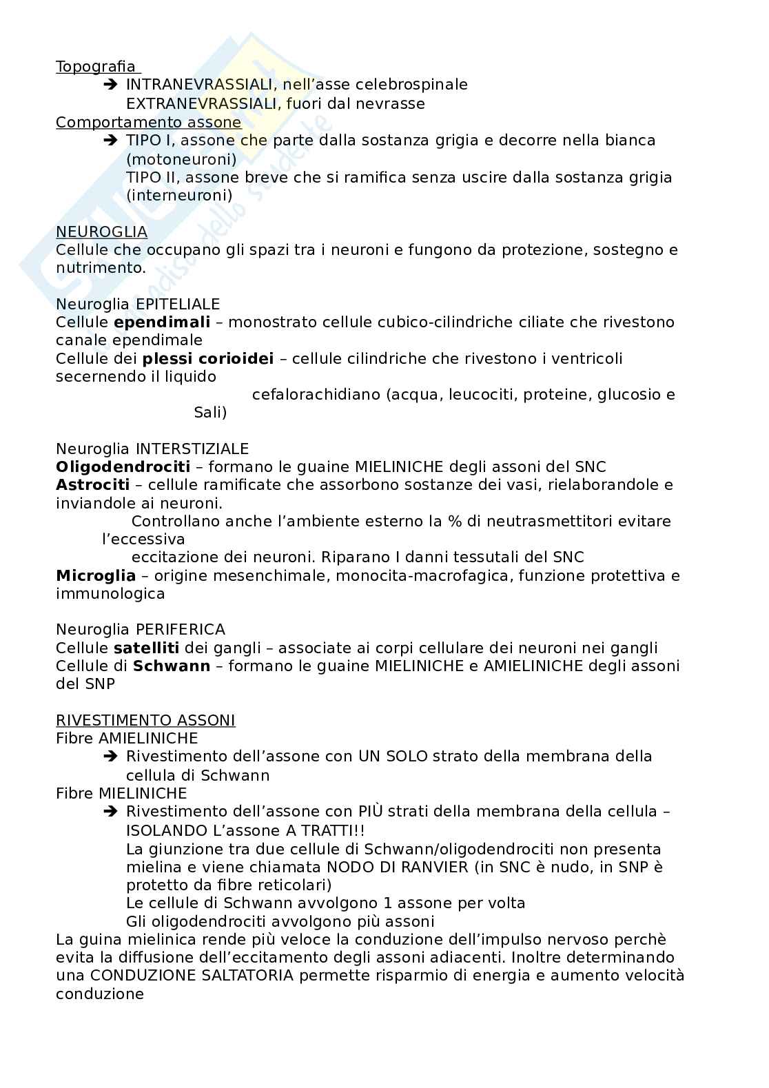 Appunti Istologia per esame Pag. 31
