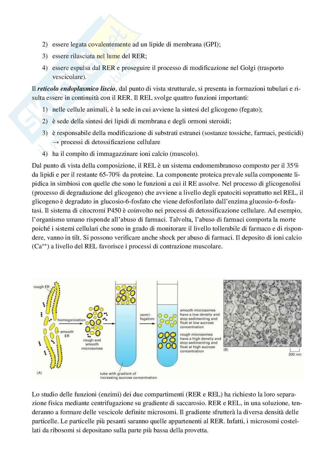 Biologia animale Pag. 91