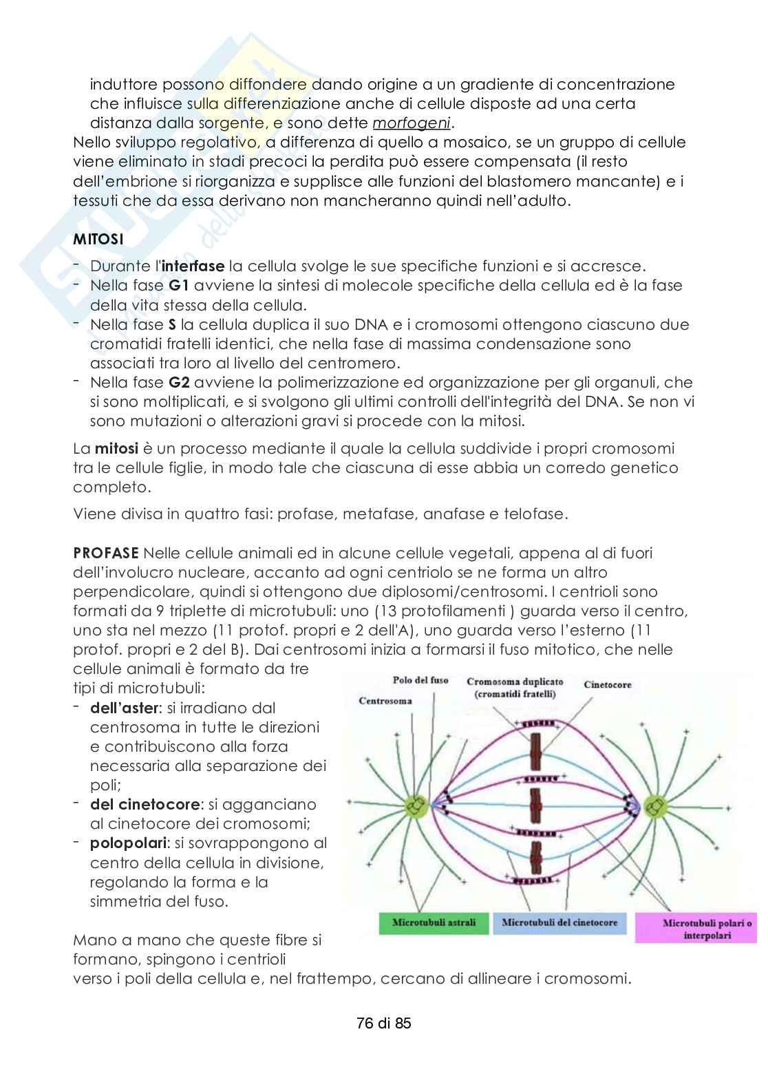 Riassunto esame Embriologia umana, prof. Vannucchi, libro consigliato Embriologia umana, Gnocchi Pag. 76