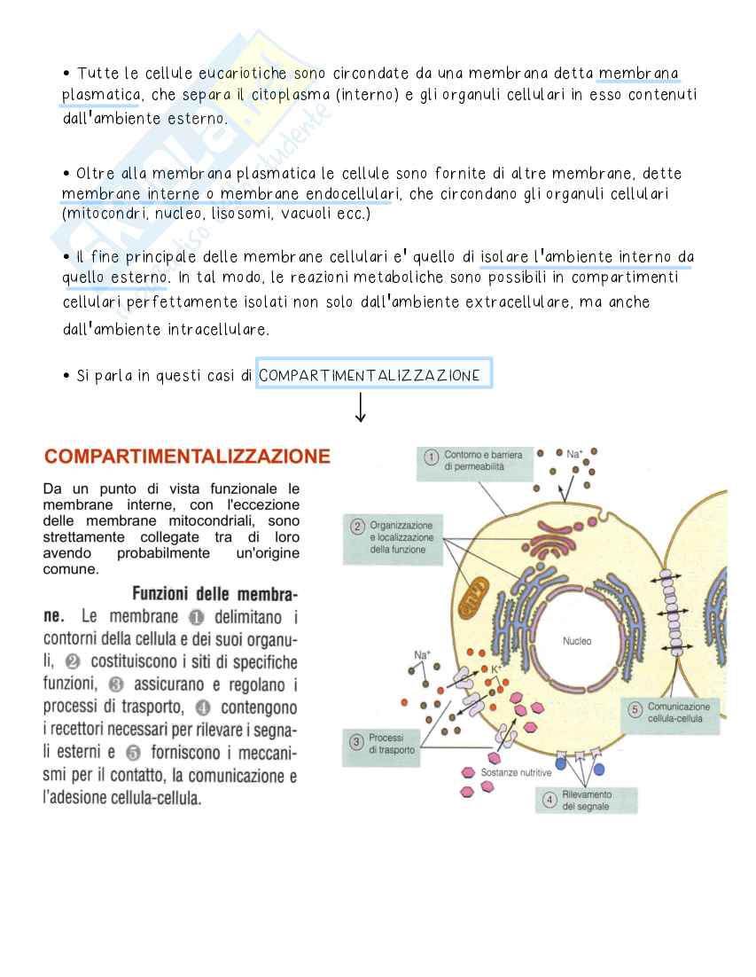 Biologia generale - Appunti con Immagini corso I anno Pag. 11