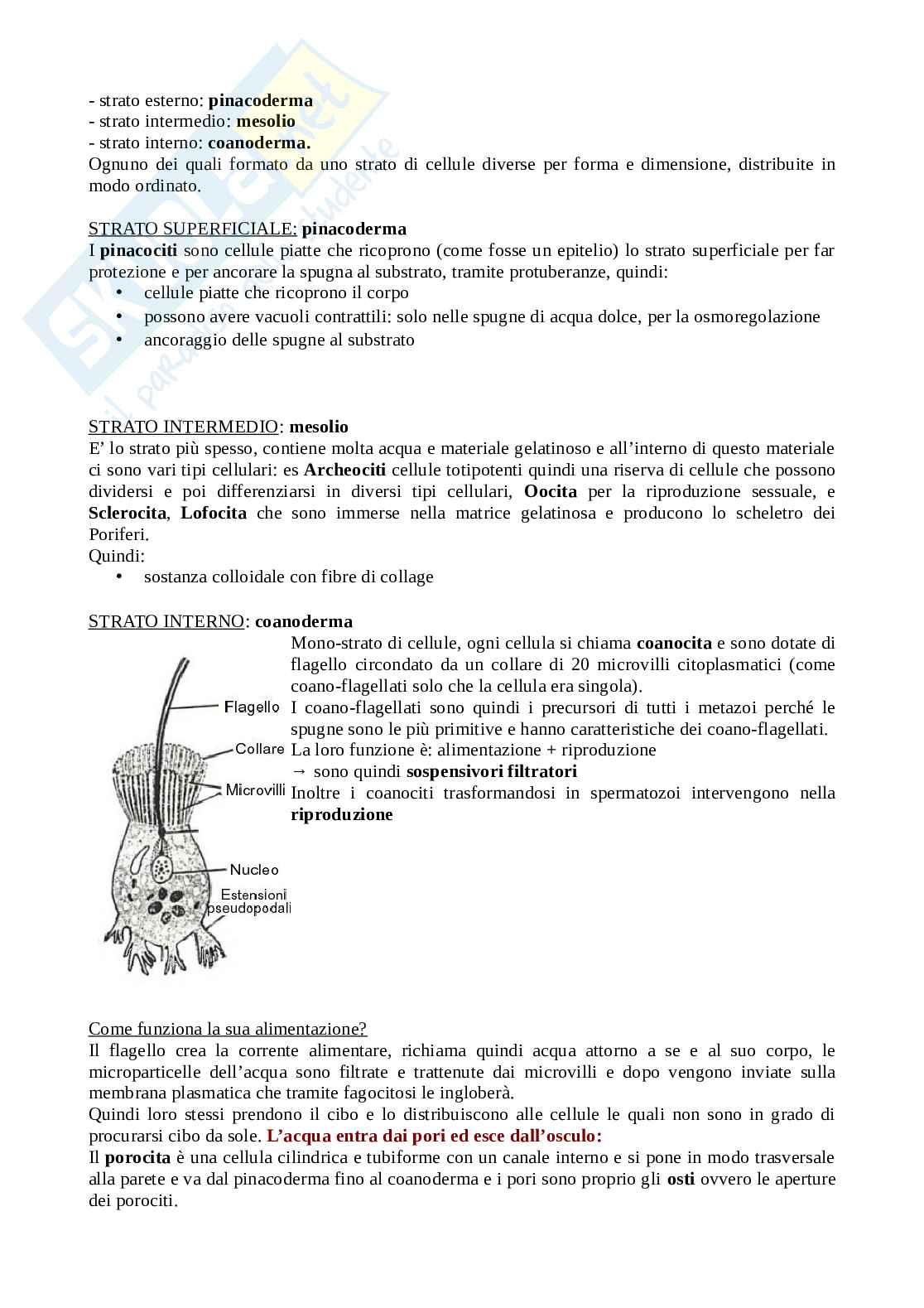 Biologia degli invertebrati Pag. 41