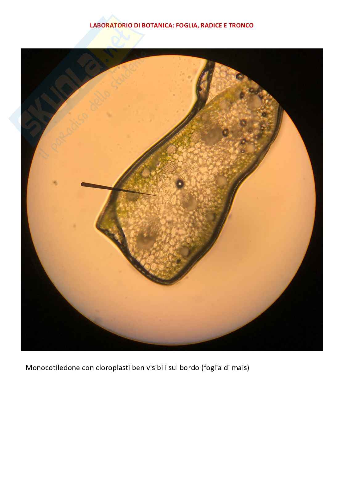 Vetrini di Botanica con spiegazione  Pag. 1