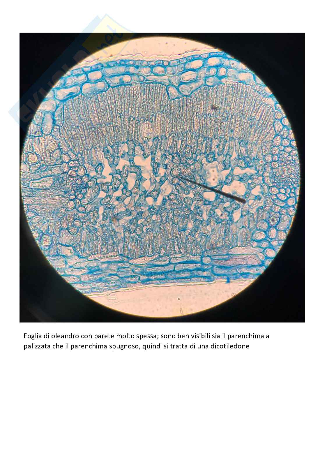 Vetrini di Botanica con spiegazione  Pag. 11