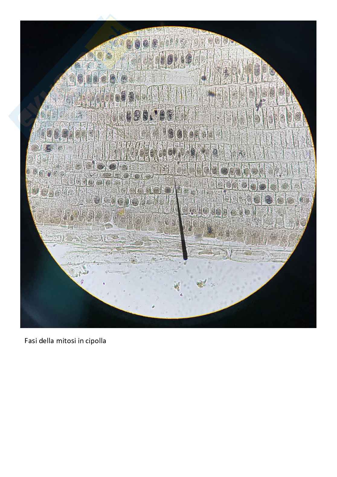 Vetrini di Botanica con spiegazione  Pag. 16