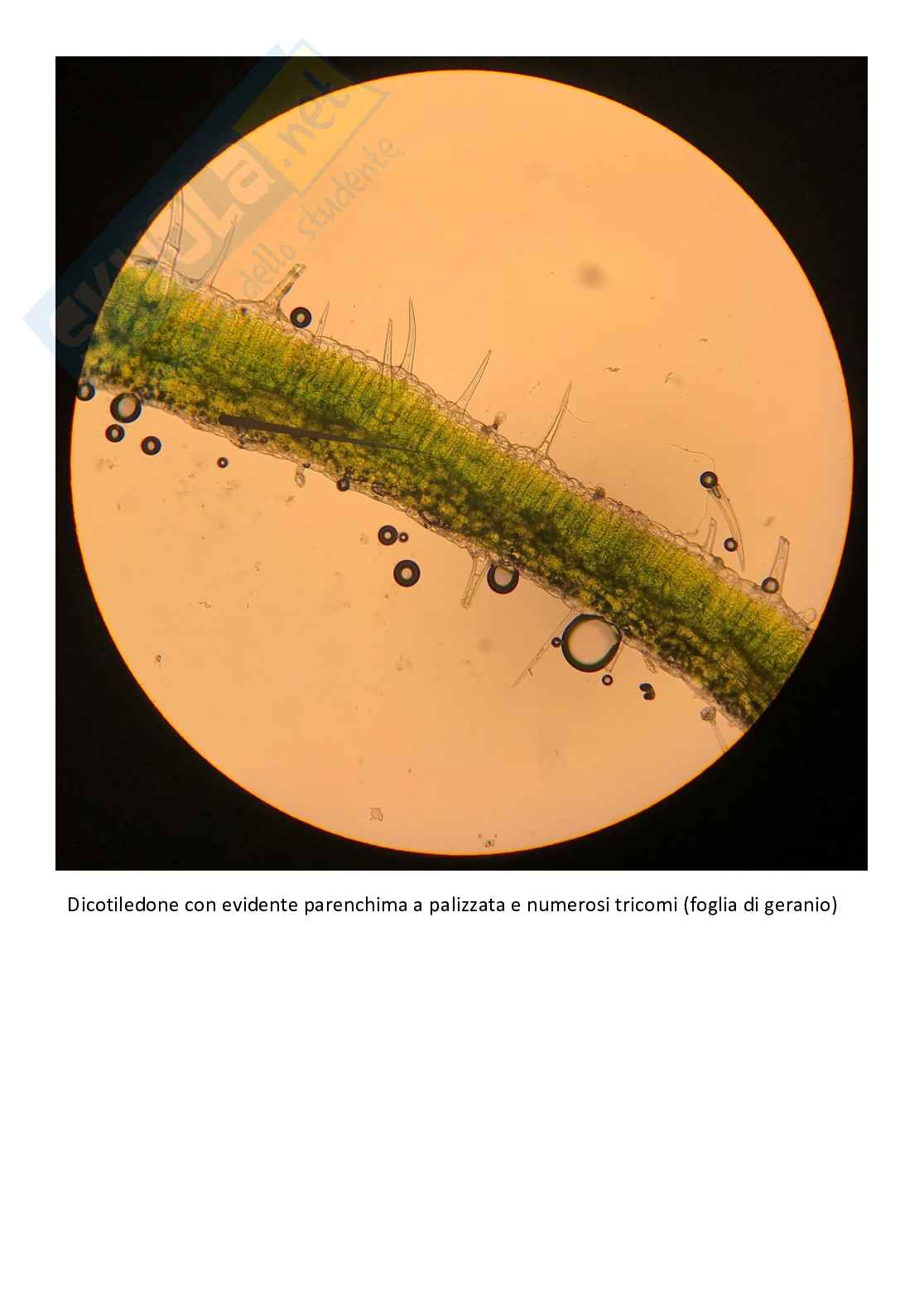 Vetrini di Botanica con spiegazione  Pag. 2