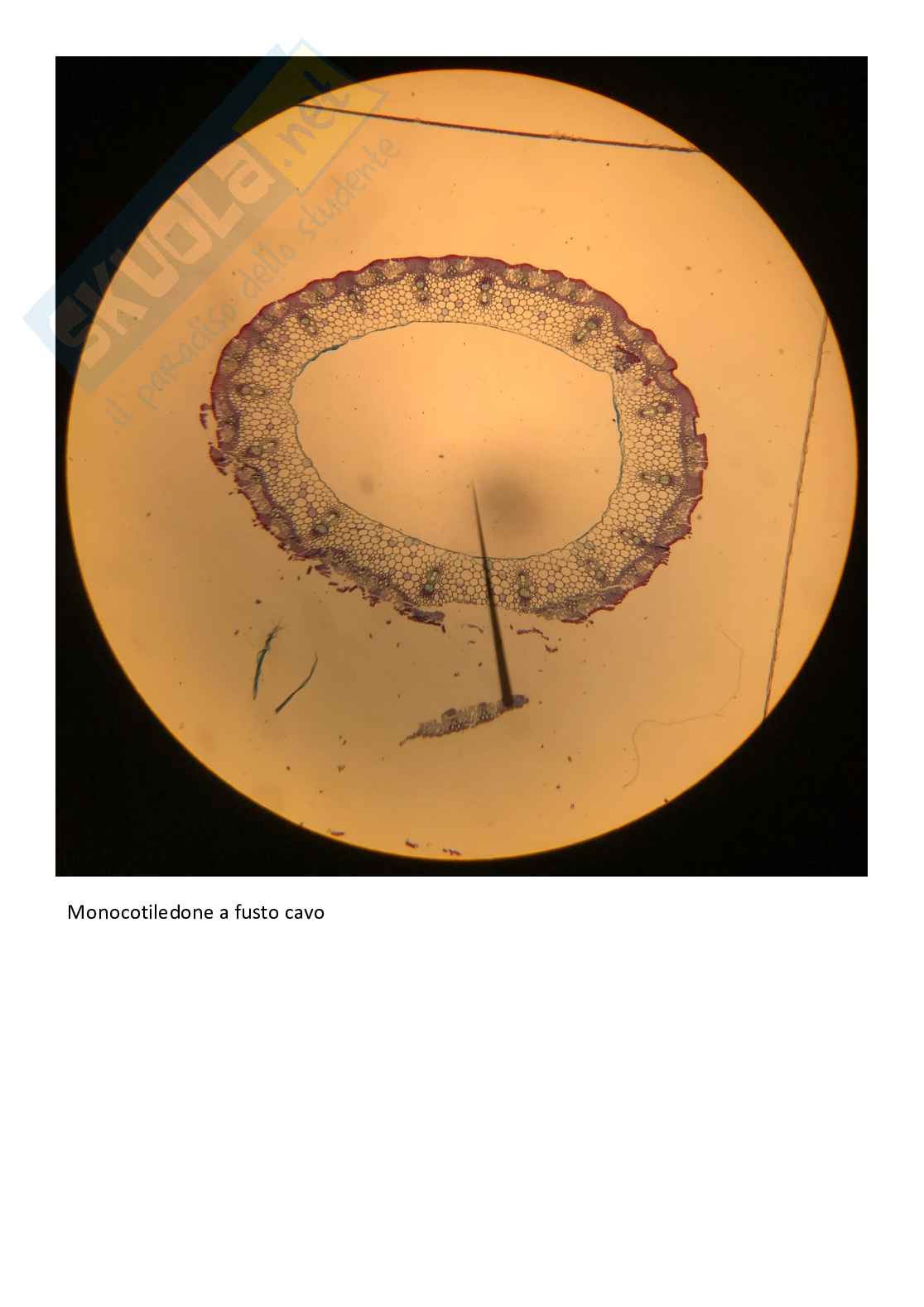 Vetrini di Botanica con spiegazione  Pag. 21