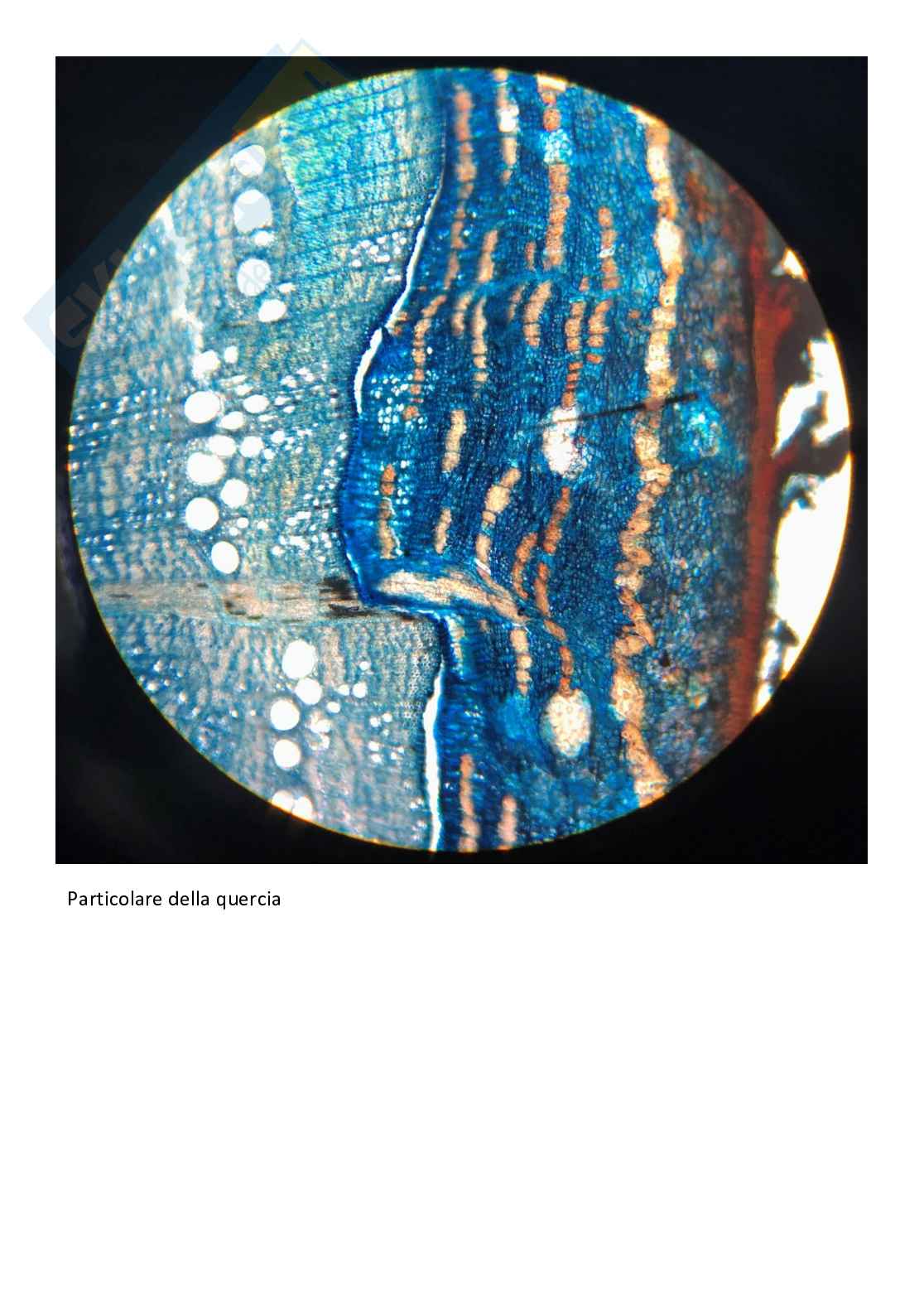 Vetrini di Botanica con spiegazione  Pag. 26