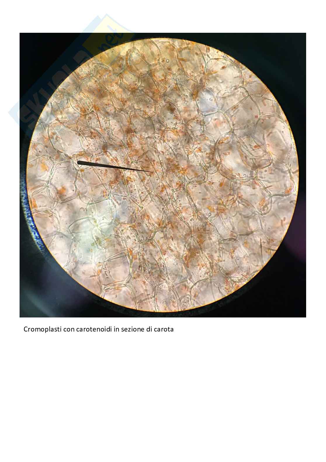 Vetrini di Botanica con spiegazione  Pag. 6