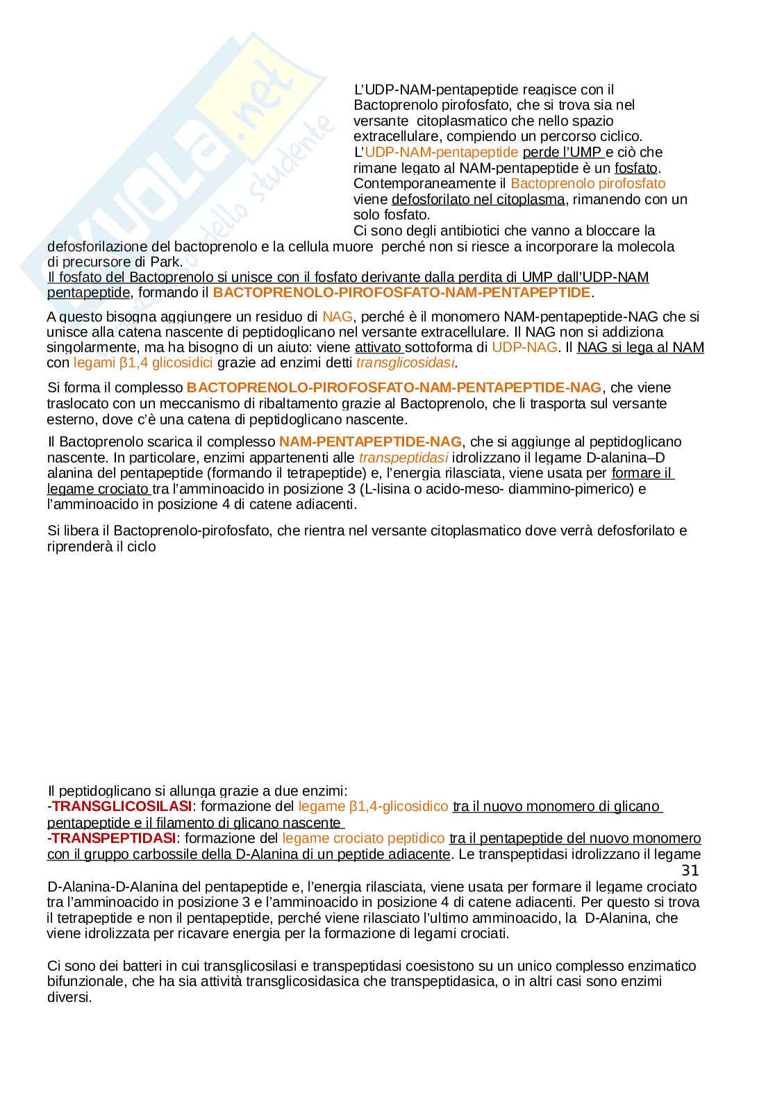 Microbiologia Pag. 31