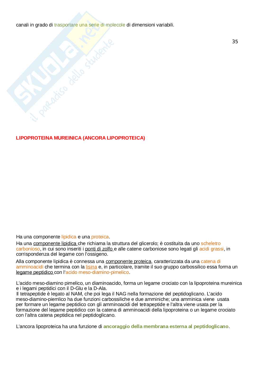 Microbiologia Pag. 36