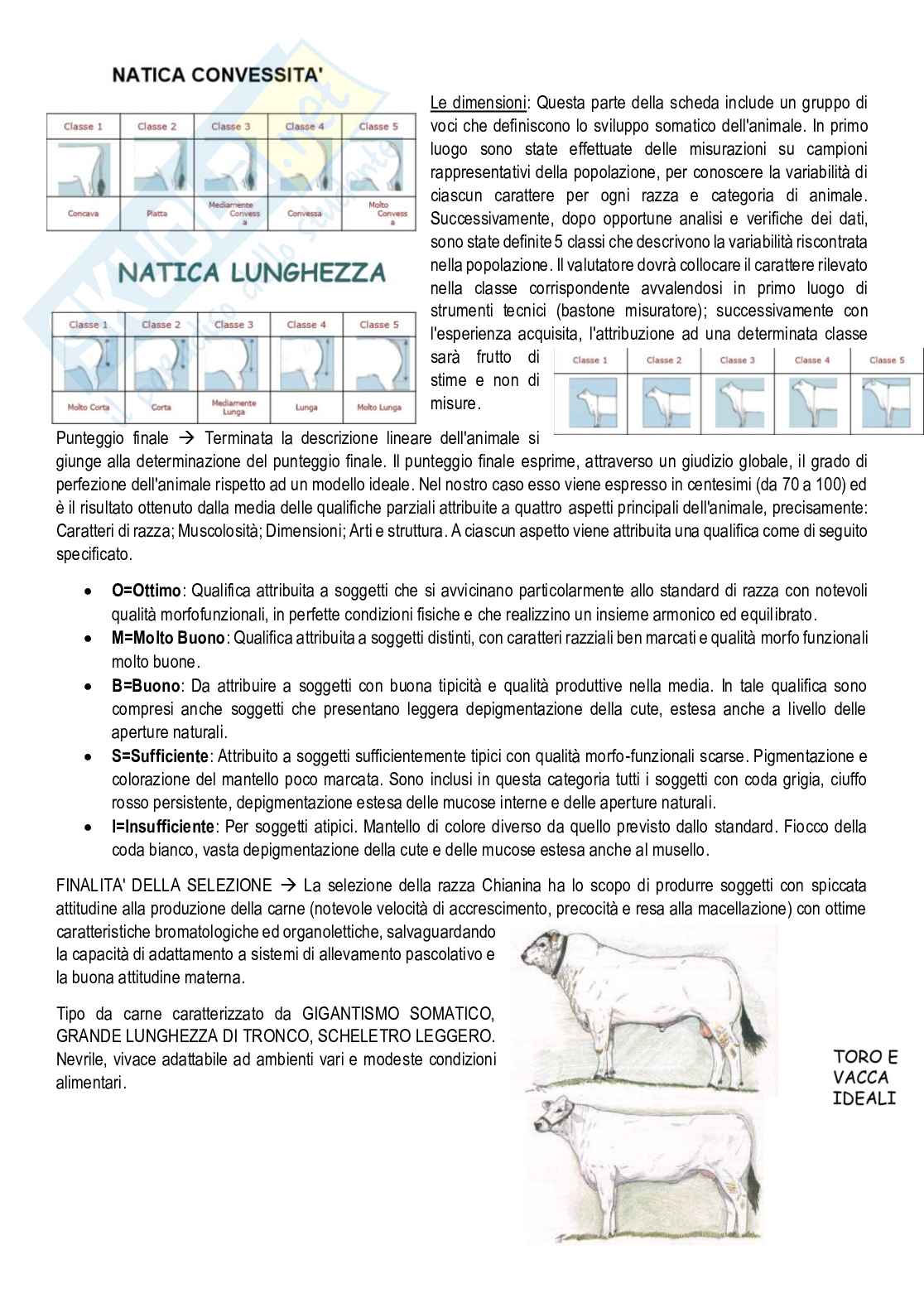Zoognostica Pag. 51