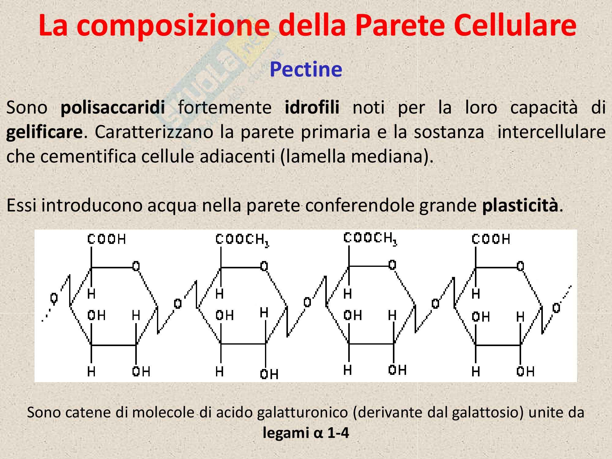 Biologia vegetale - parete cellulare Pag. 11