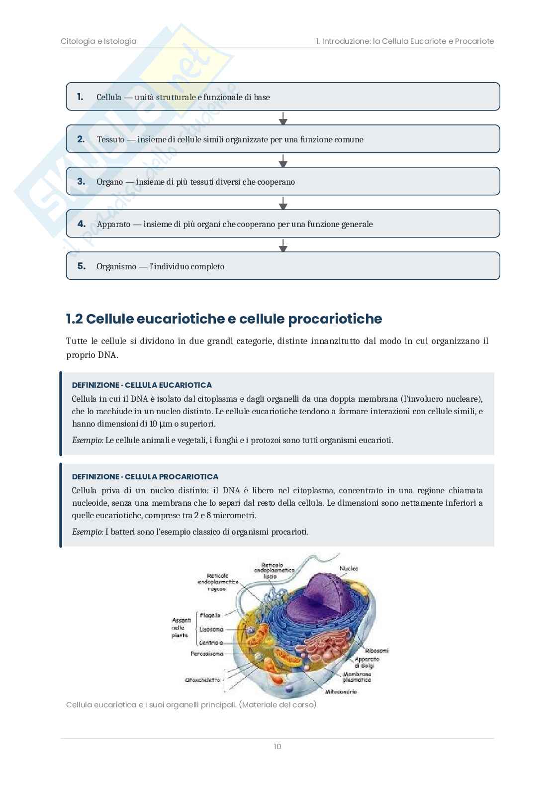 Riassunto esame Citologia e istologia, Prof. Bottone Maria Grazia, libro consigliato Citologia e Istologia, Bottone Pag. 11