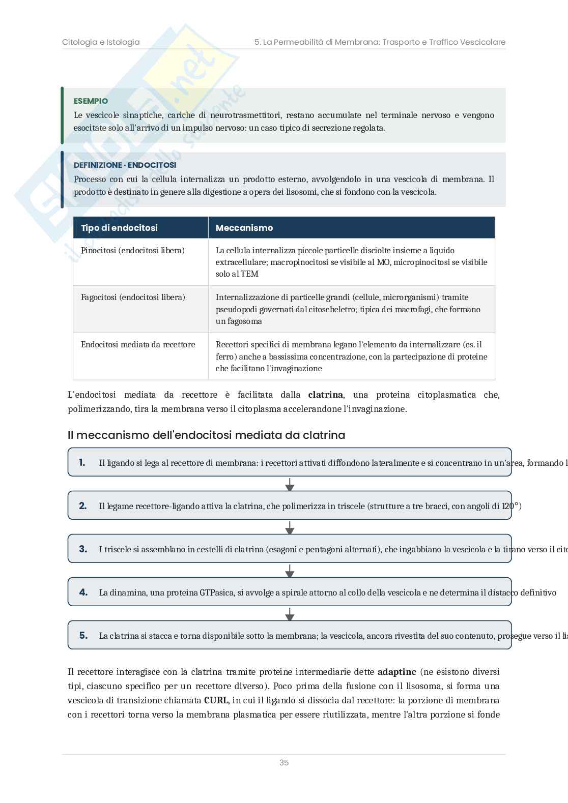 Riassunto esame Citologia e istologia, Prof. Bottone Maria Grazia, libro consigliato Citologia e Istologia, Bottone Pag. 36
