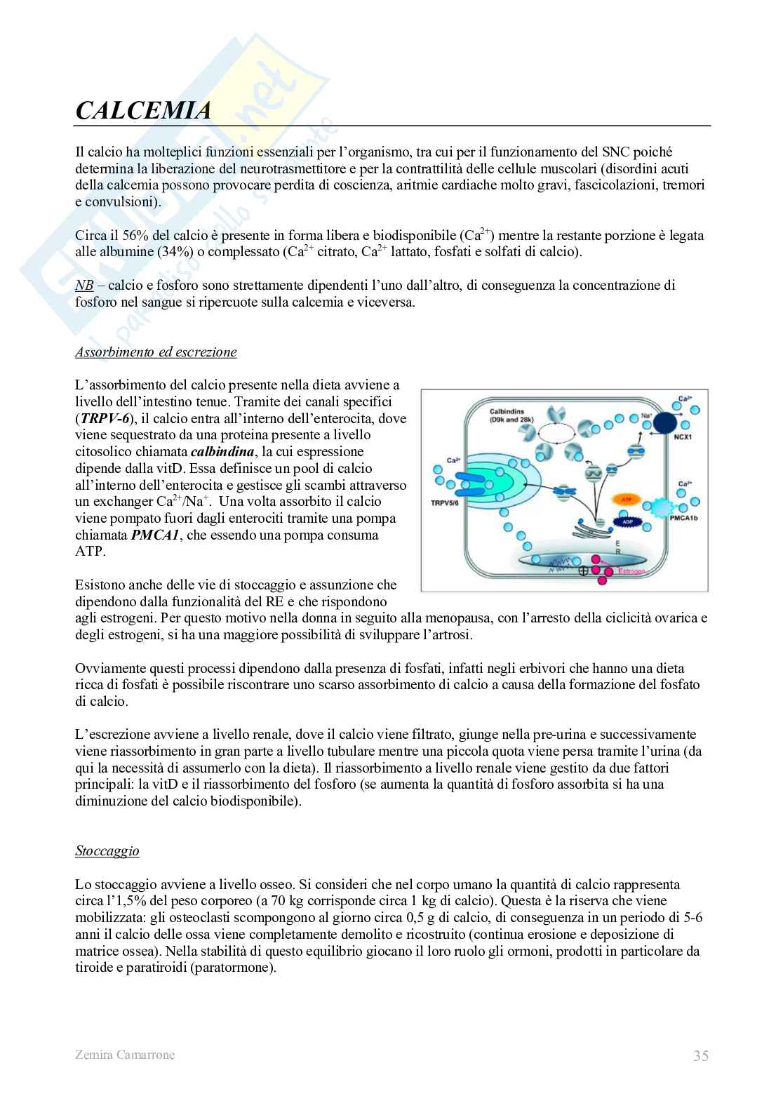 Fisiologia 2 (Endocrinolgia) Pag. 36