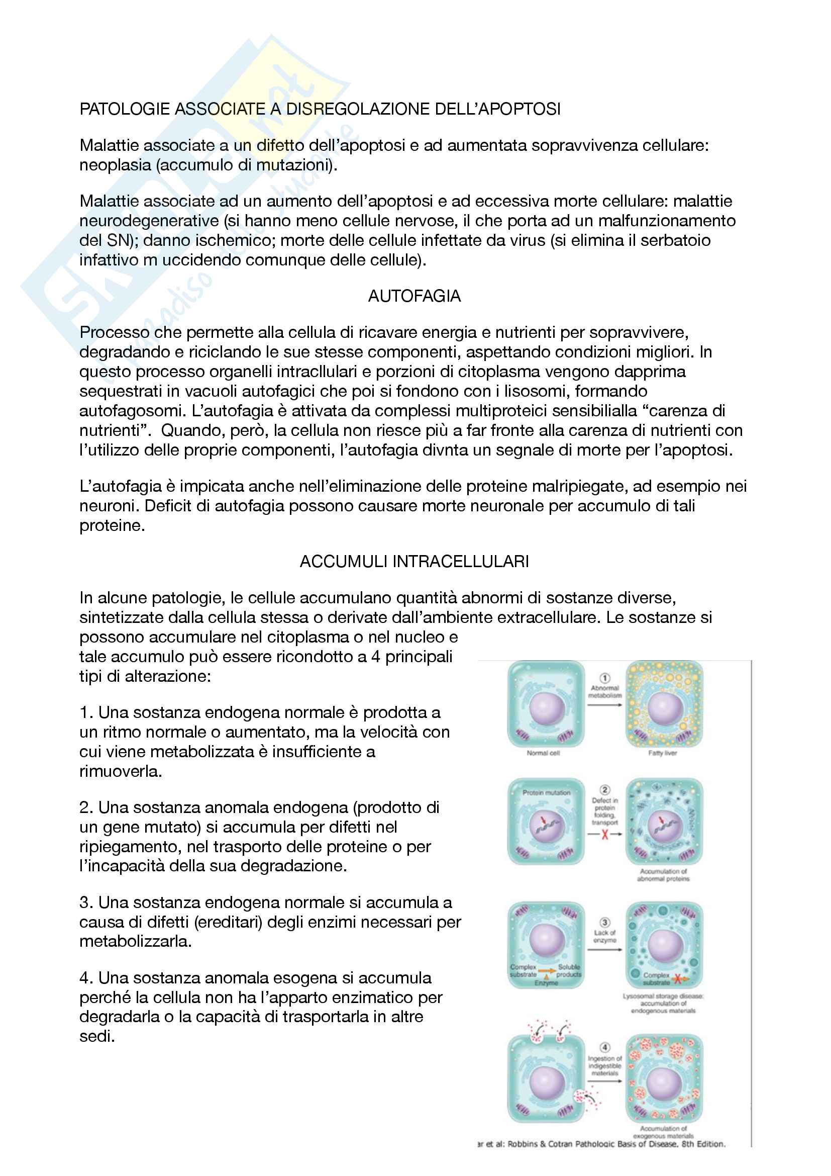 1. Danno, morte e adattamento cellulare Pag. 16