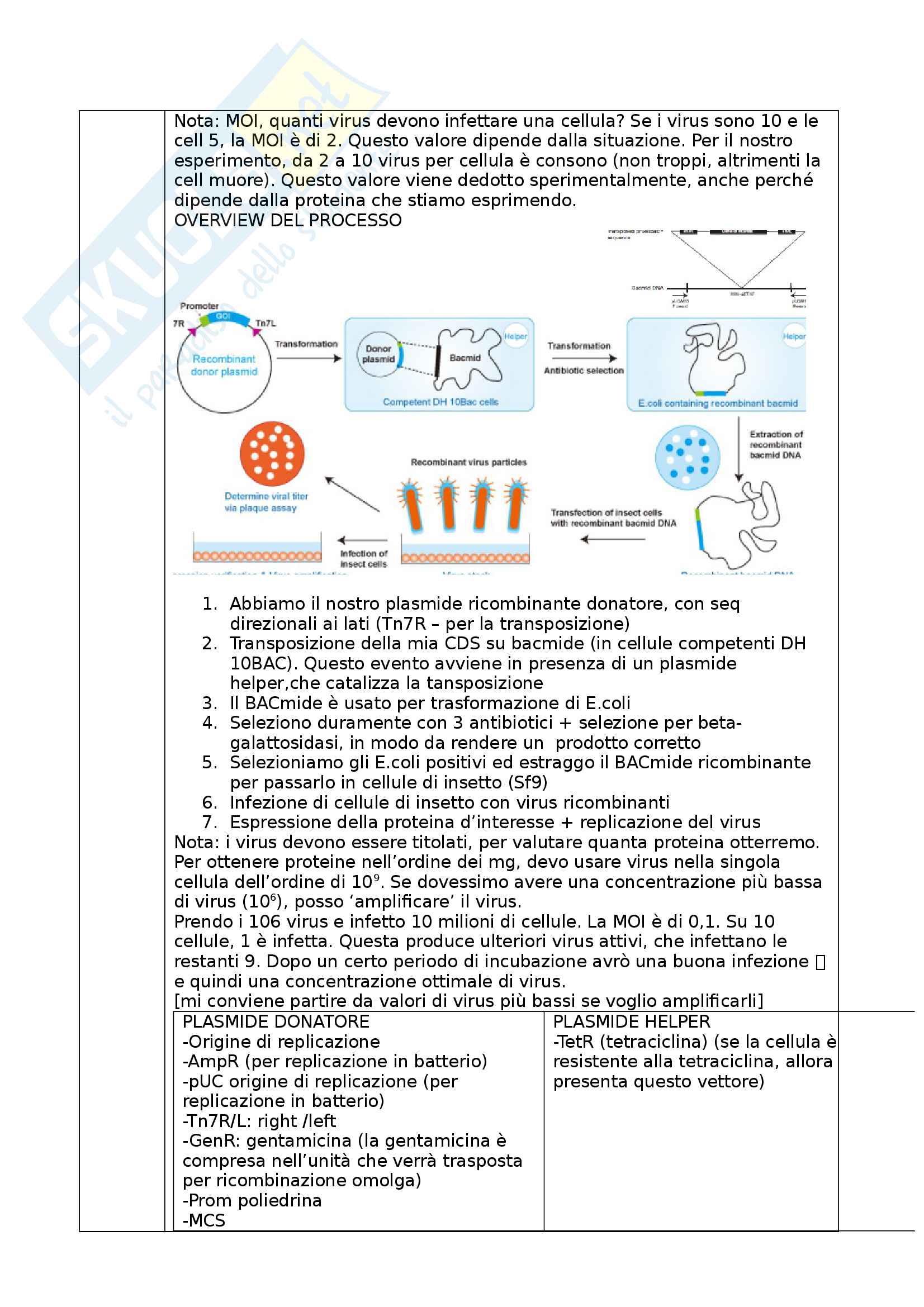 Ingegneria Cellulare Pag. 16