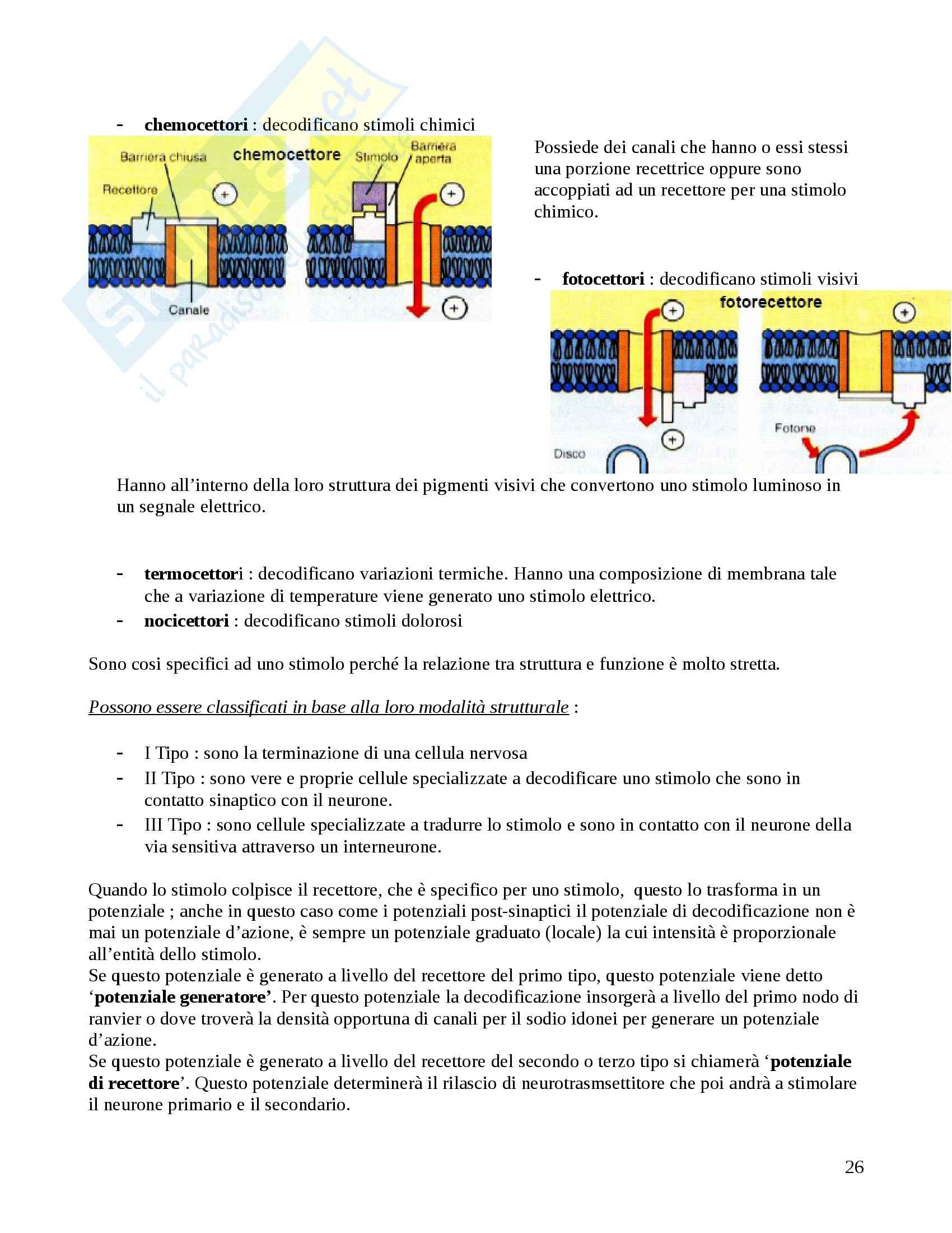 Neuroanatomia - Appunti Pag. 26