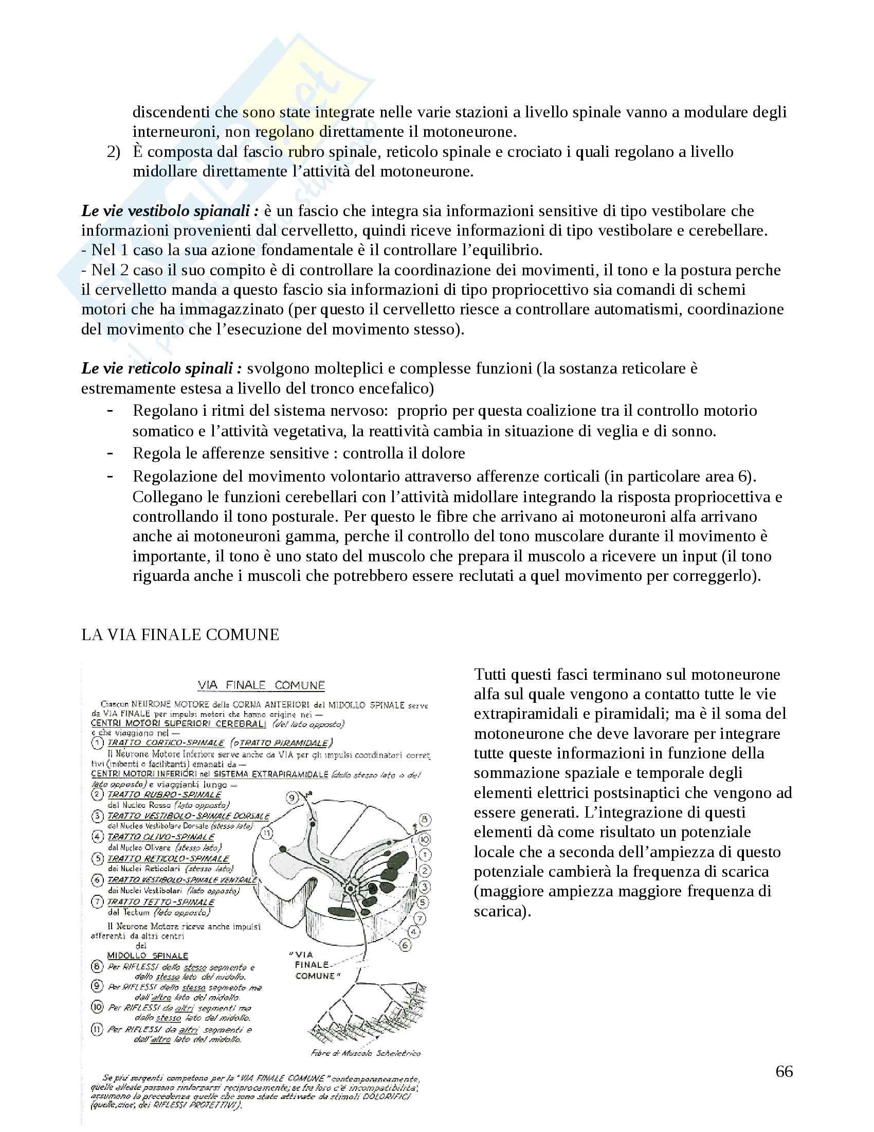 Neuroanatomia - Appunti Pag. 66