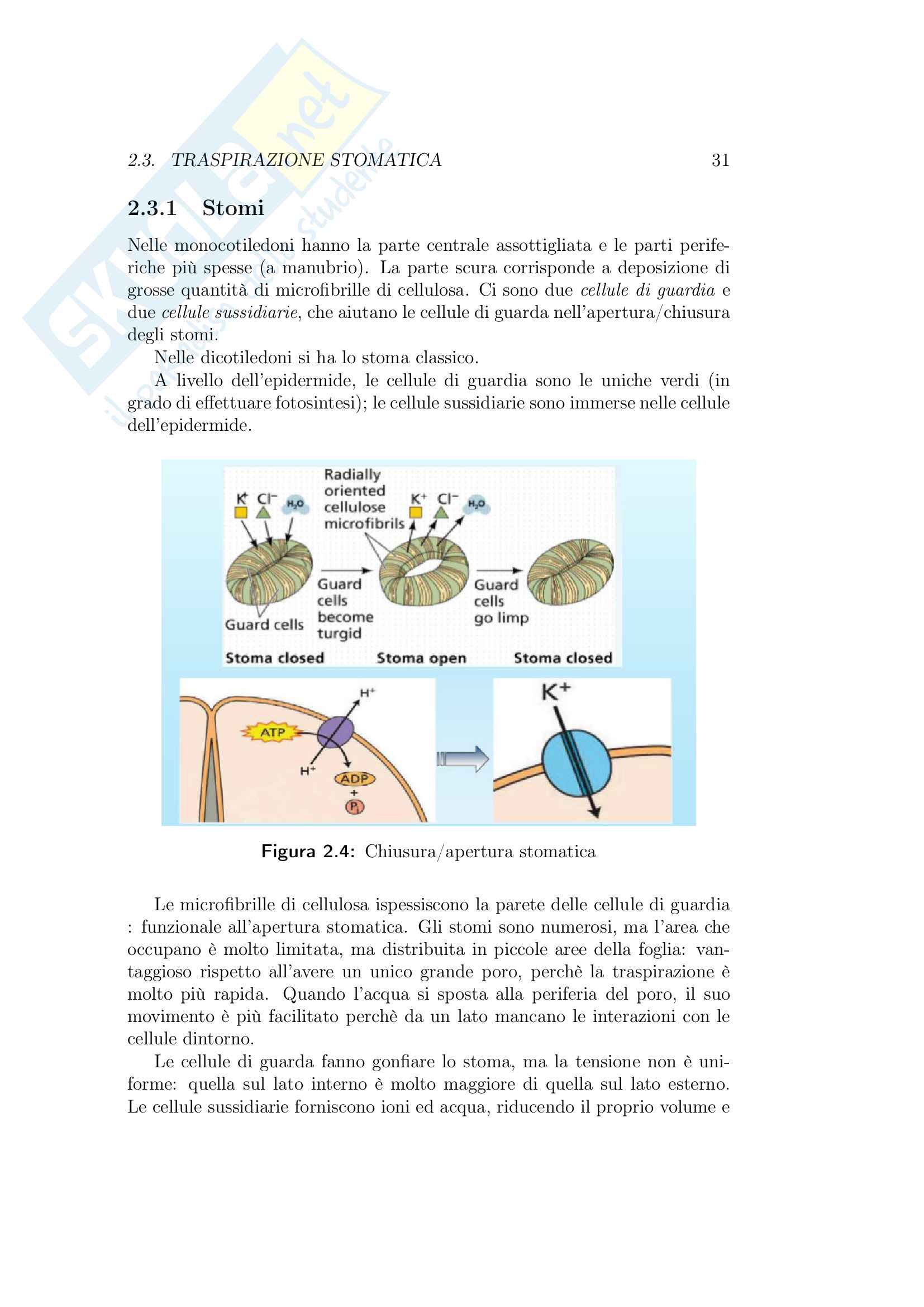Appunti di fisiologia vegetale Pag. 31