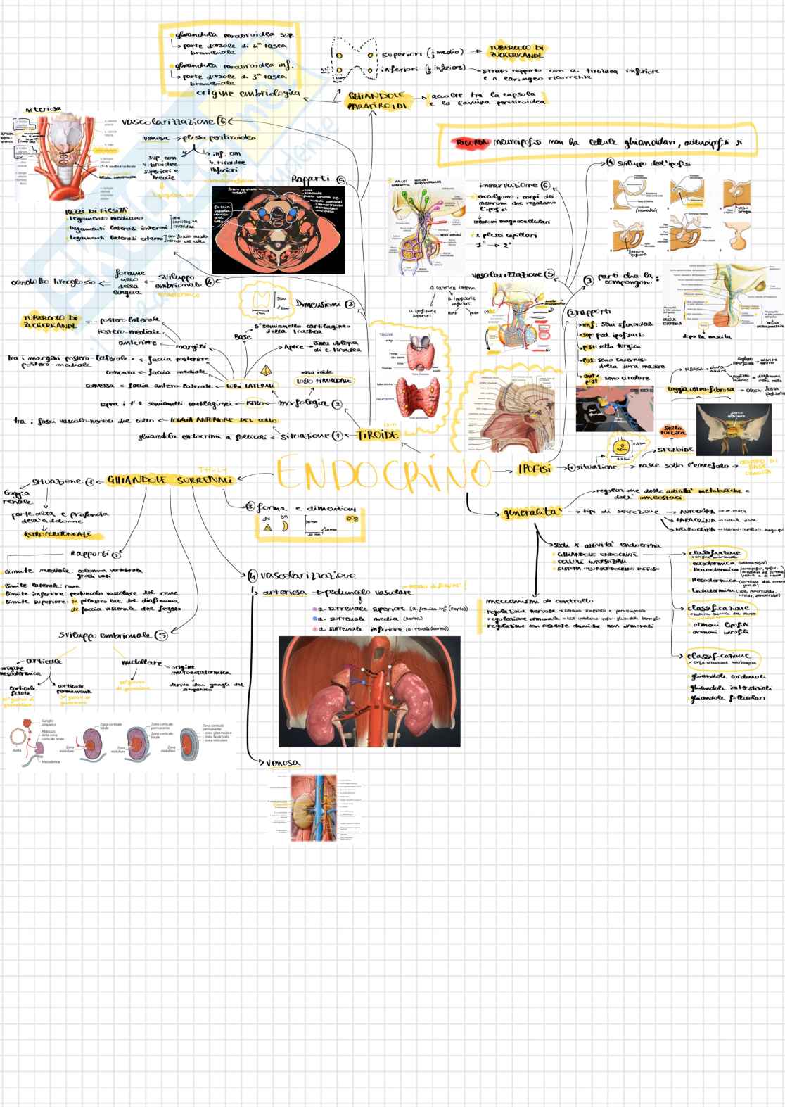 Schemi endocrino e urogenitale Pag. 1