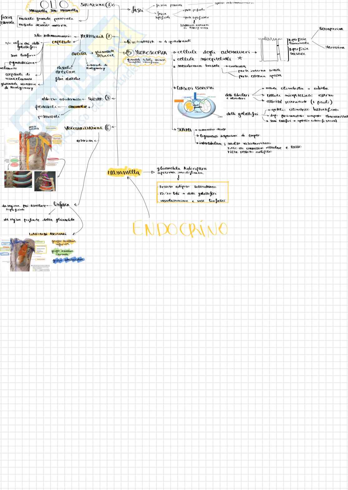Schemi endocrino e urogenitale Pag. 2