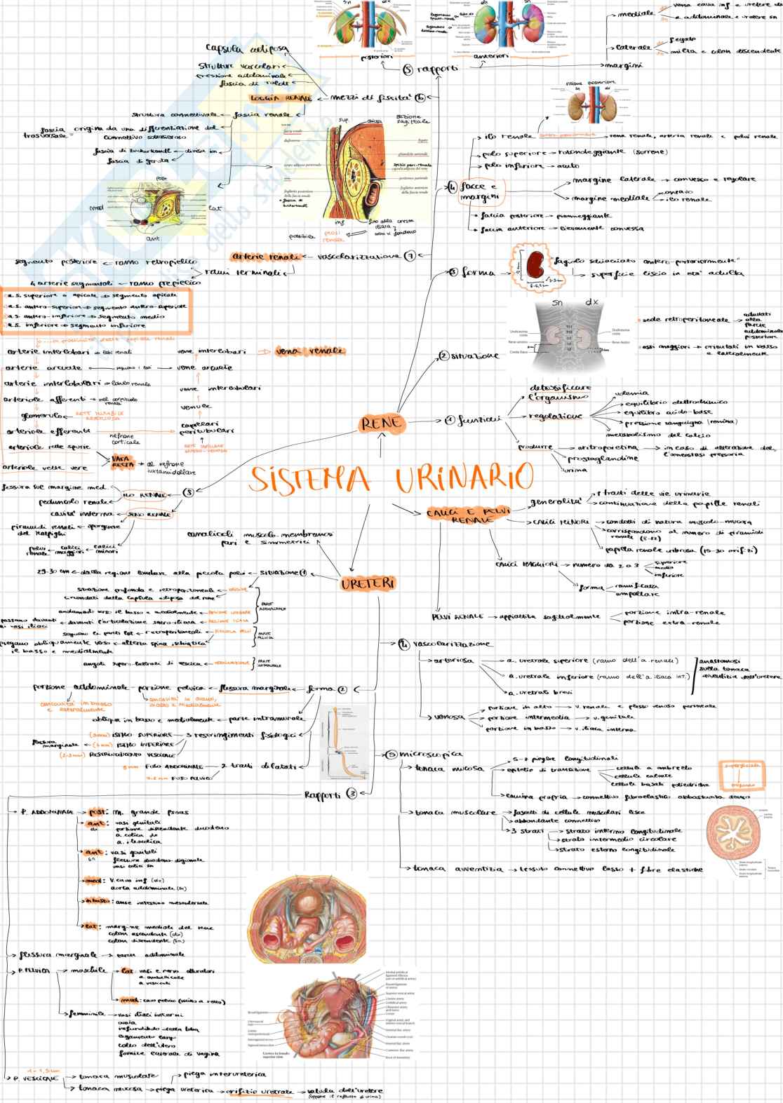 Schemi endocrino e urogenitale Pag. 6