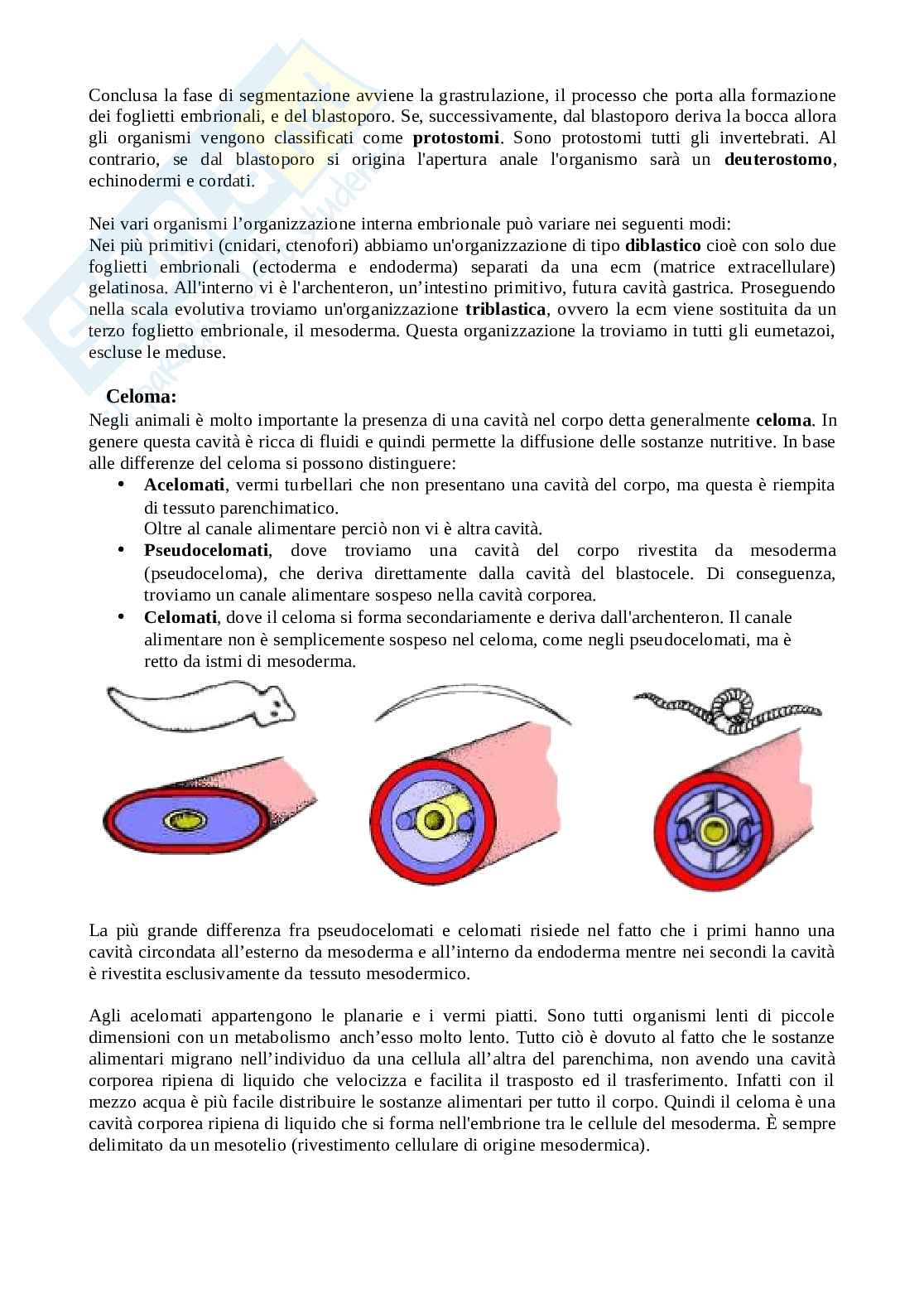 Appunti del corso di Zoologia Pag. 16